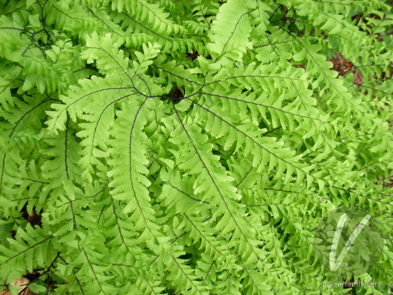 Pfauenrad-Frauenhaarfarn: Übersicht